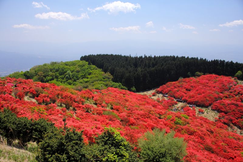 葛城山ツツジ園_002.jpg