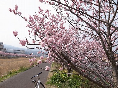 20130310桜3