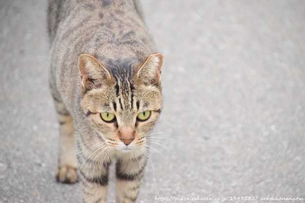 コロンビアのゴールキーパーがワールドカップ最年長選手の記録を祝う