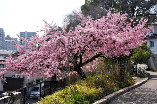 桜３