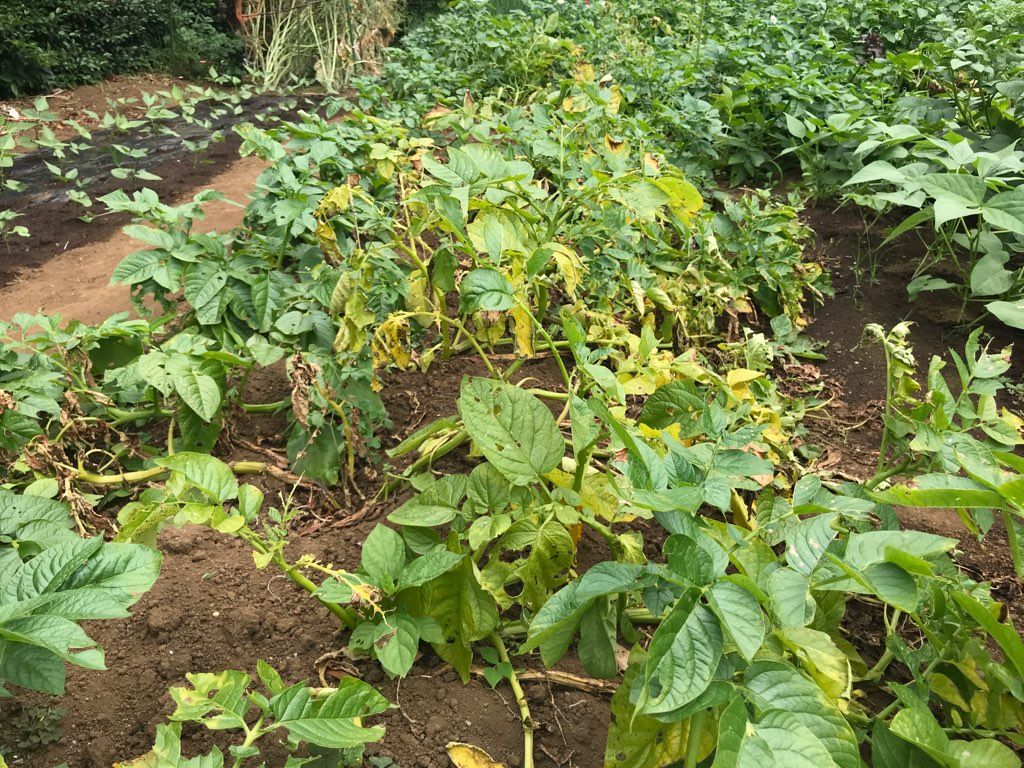 13ページ目の 野菜作り 植木屋の三代目をやってます村野園のブログです 楽天ブログ