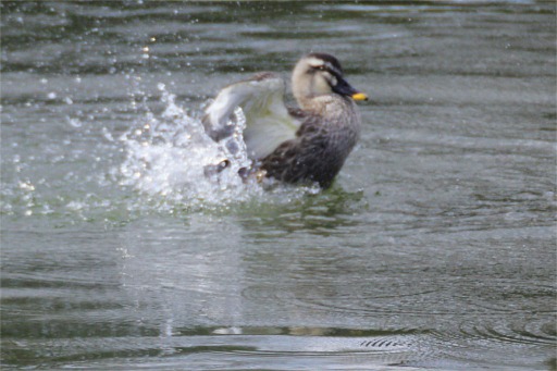 IMG_8186.JPG