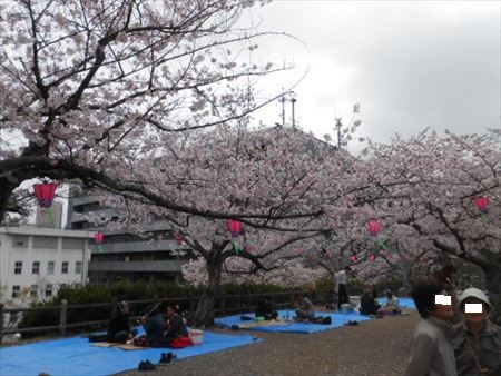 浜松城公園の桜