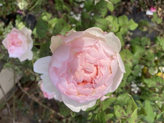 バラ苗 ER シャリファアスマ 廃盤品種 カタログ落ち 接木新苗鉢増し 5号