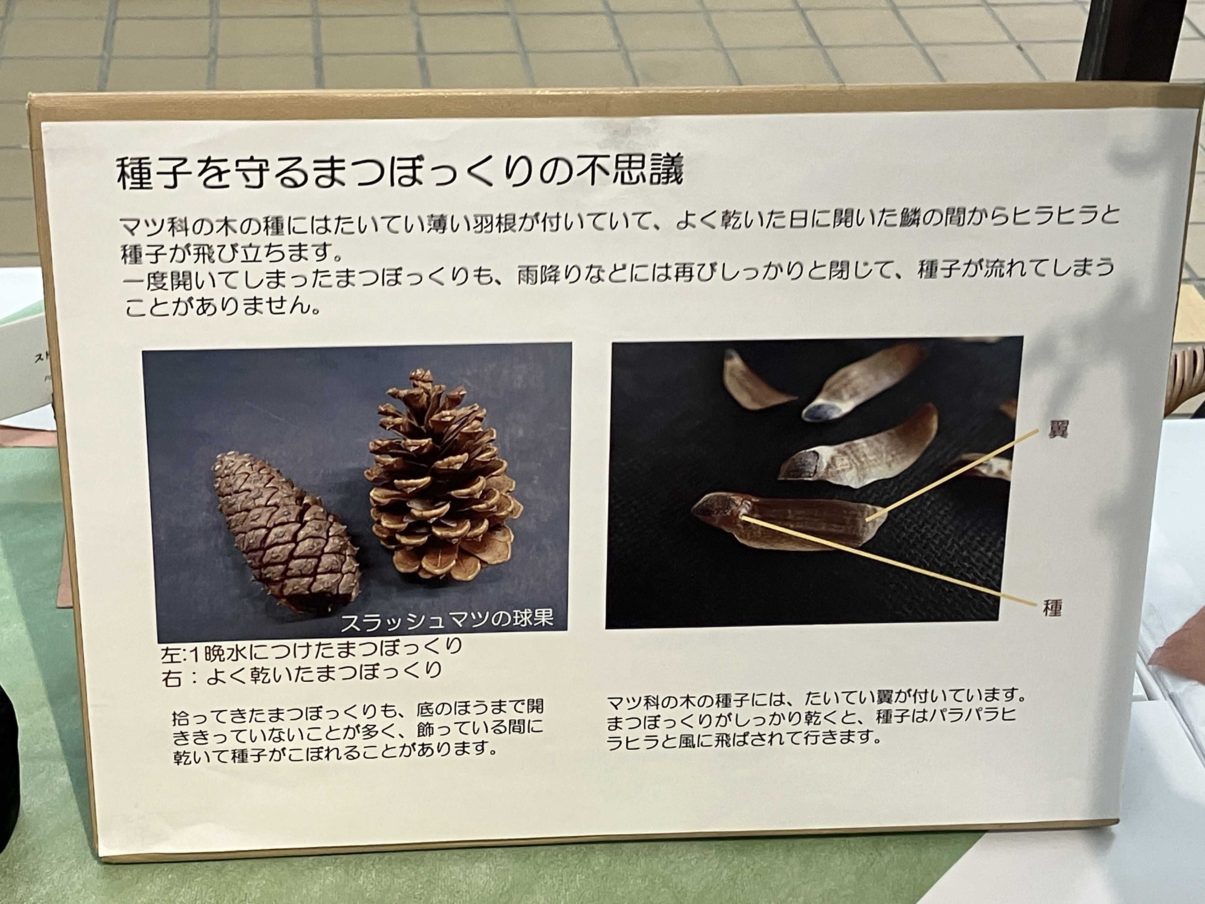 デカ松ぼっくりと木の実展 アメリカ産植物見本園 | 今日は誰と会える