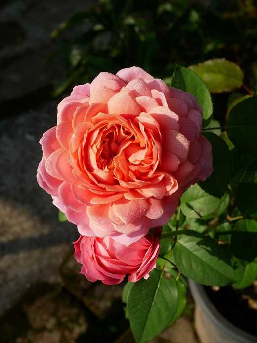 秋色紫陽花とグリーンの薔薇の実の縦長スワッグ 横長スワッグ フラワー  