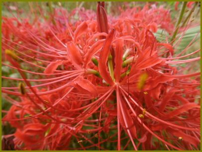 ９月23日 彼岸花草葉の陰も染めにけり 花の歳時記 天南星の魅力 山野草 楽天ブログ