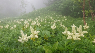 常念岳～蝶ヶ岳20130713 204.jpg