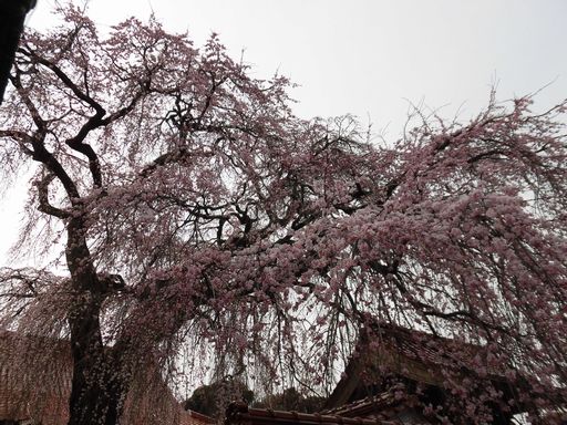 16.03.30桜４.JPG