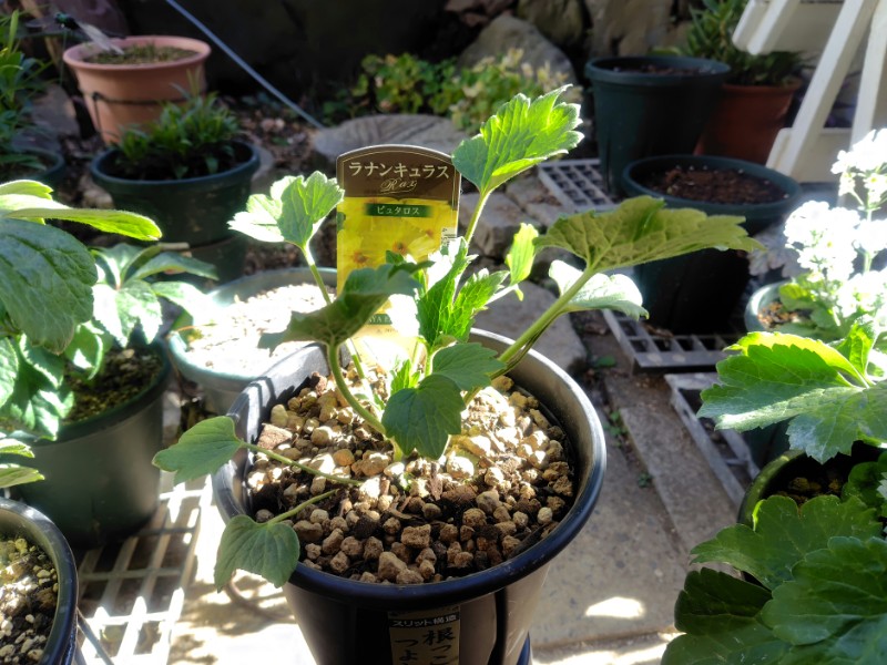 ラナンキュラスラックス「ピュタロス」購入 | 園芸サバイバル - 楽天ブログ