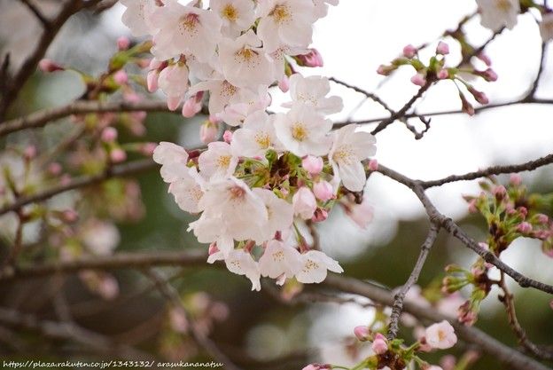 見てください、なんと恐ろしいことでしょう!ニュージーランドに「石の川」が出現