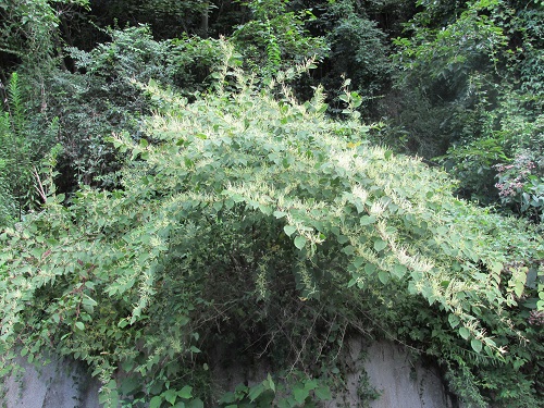 イタドリの花