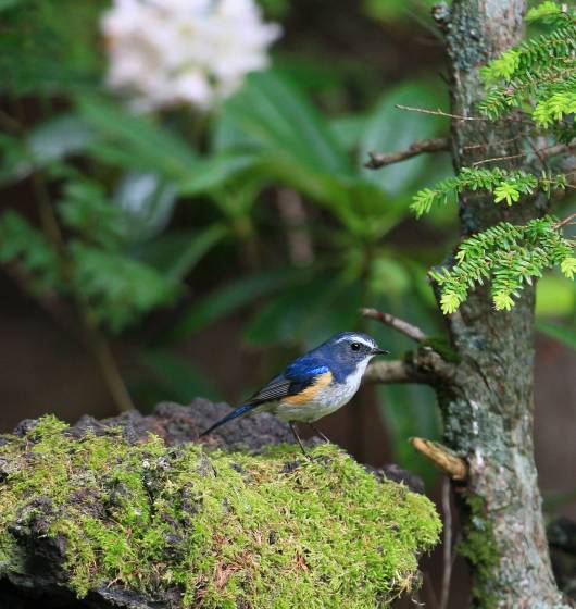 ルリビタキ　8月14日