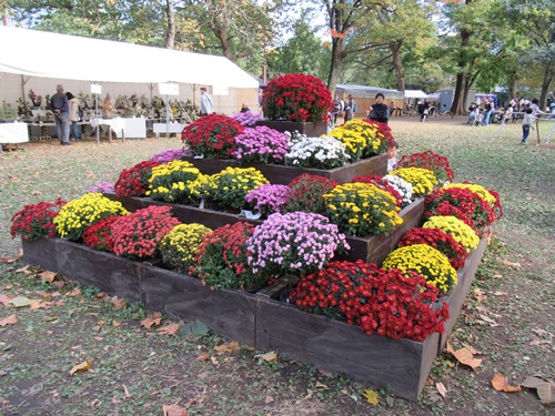 東京都観光菊花大会