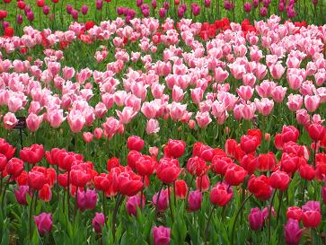 IMG_3598f.JPG