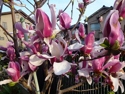 P1020258.jpg