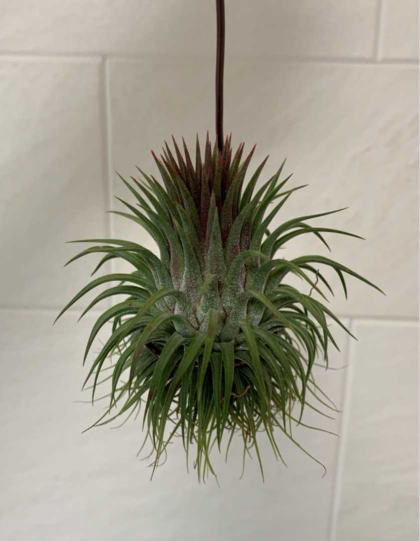 Tillandsia観察 Tillandsia ティランジア チランジア エアプランツ エアープランツ 育成記録 楽天ブログ