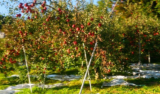 P1110389.jpg