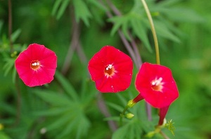 3d26b76efa1bc4eff2c328aea4fd1bdb.jpg