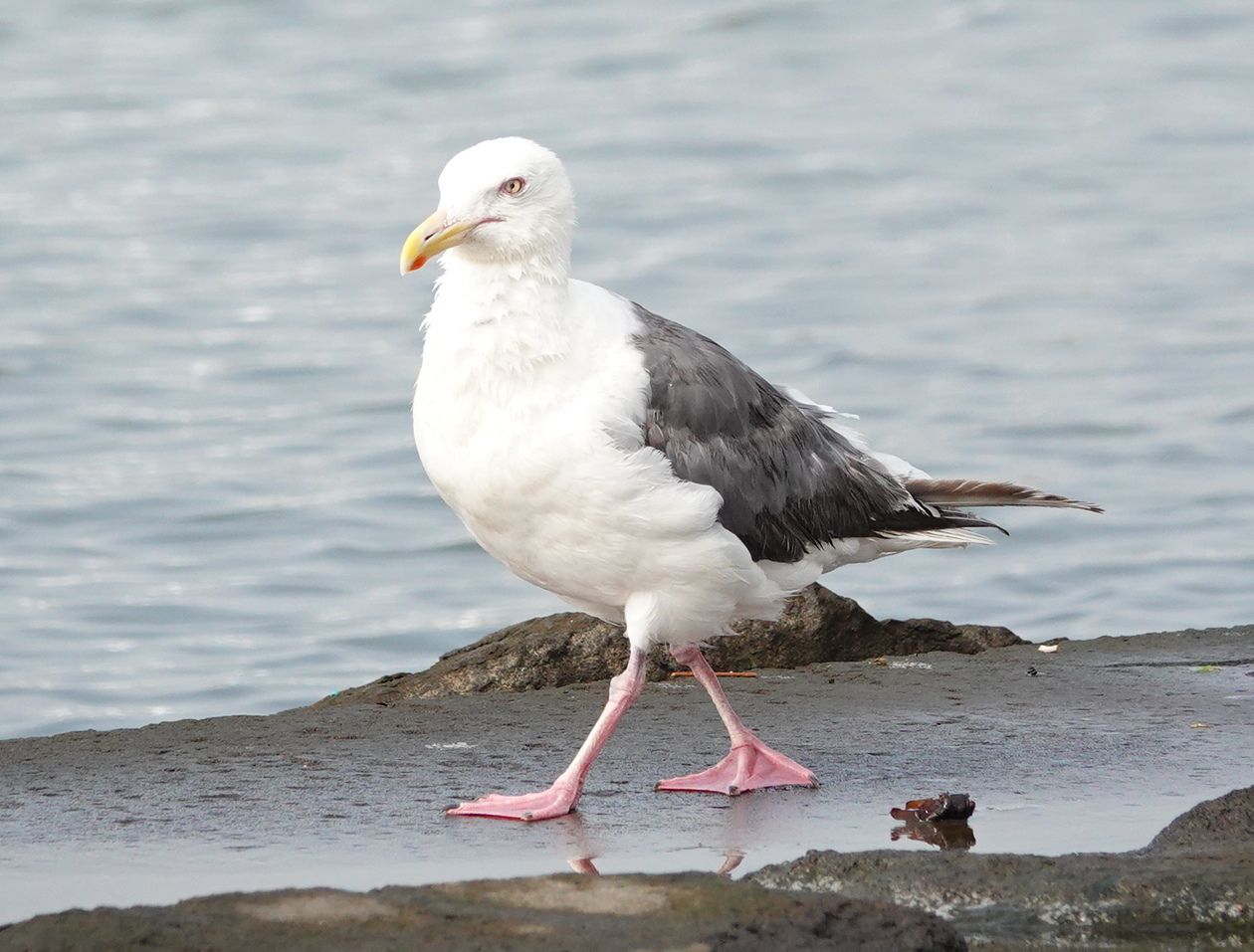 葛西臨海公園 その オオセグロカモメ アウトドア親爺の徒然日記 楽天ブログ