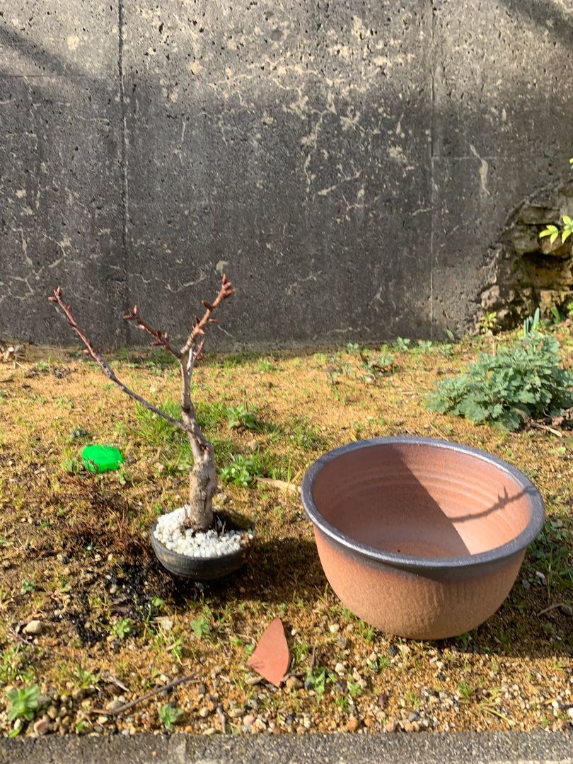 桜盆栽植え替え スマイケルのブログ 楽天ブログ