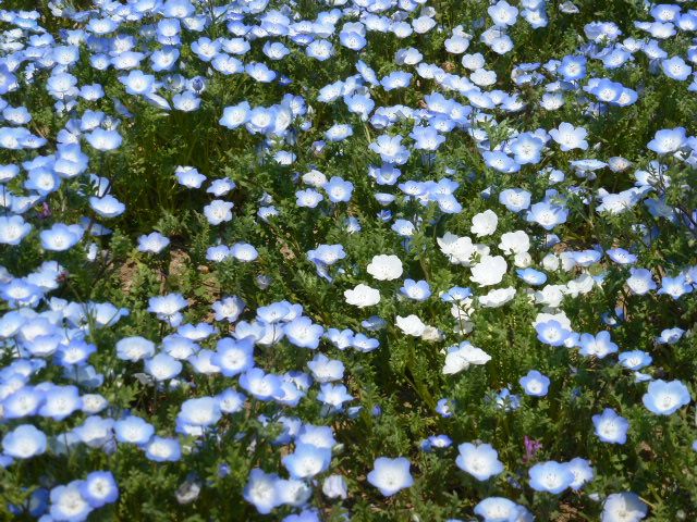 ネモフィラ チューリップ色々 昭和記念公園で 写真あり 私の好きな花 楽天ブログ