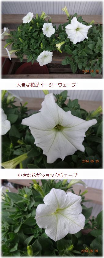 5.29x5.jpg