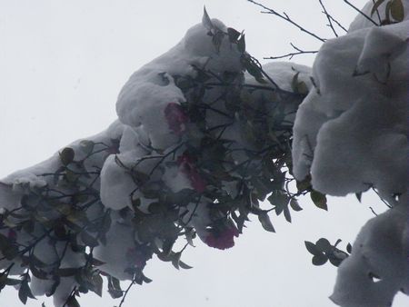 DSCF9586-p.jpg