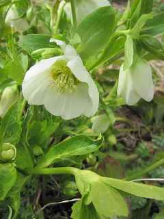 白クリスマスローズ2014