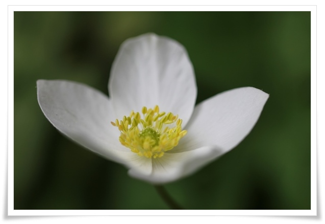 樹木公園-7 イチリンソウ-1 15.4.22