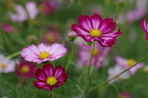 原っぱ西花畑のコスモス