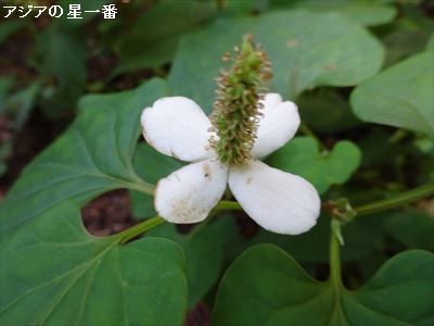 20160627 満韓峰16