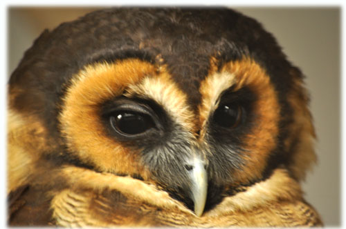 ふくろう