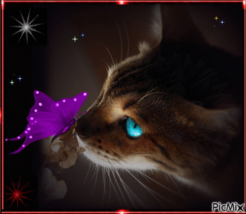 4906126_2e9f5.gif