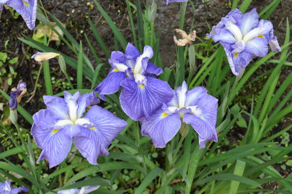 菖蒲・紫陽花