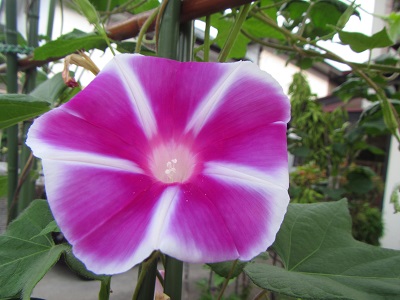 花１１.jpg
