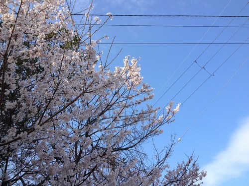 13月27日火桜５500.jpg