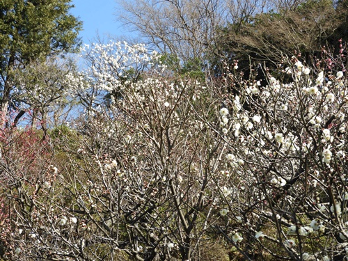 池上梅園にて