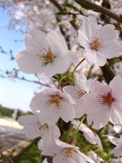 IMG_0624-桜.JPG