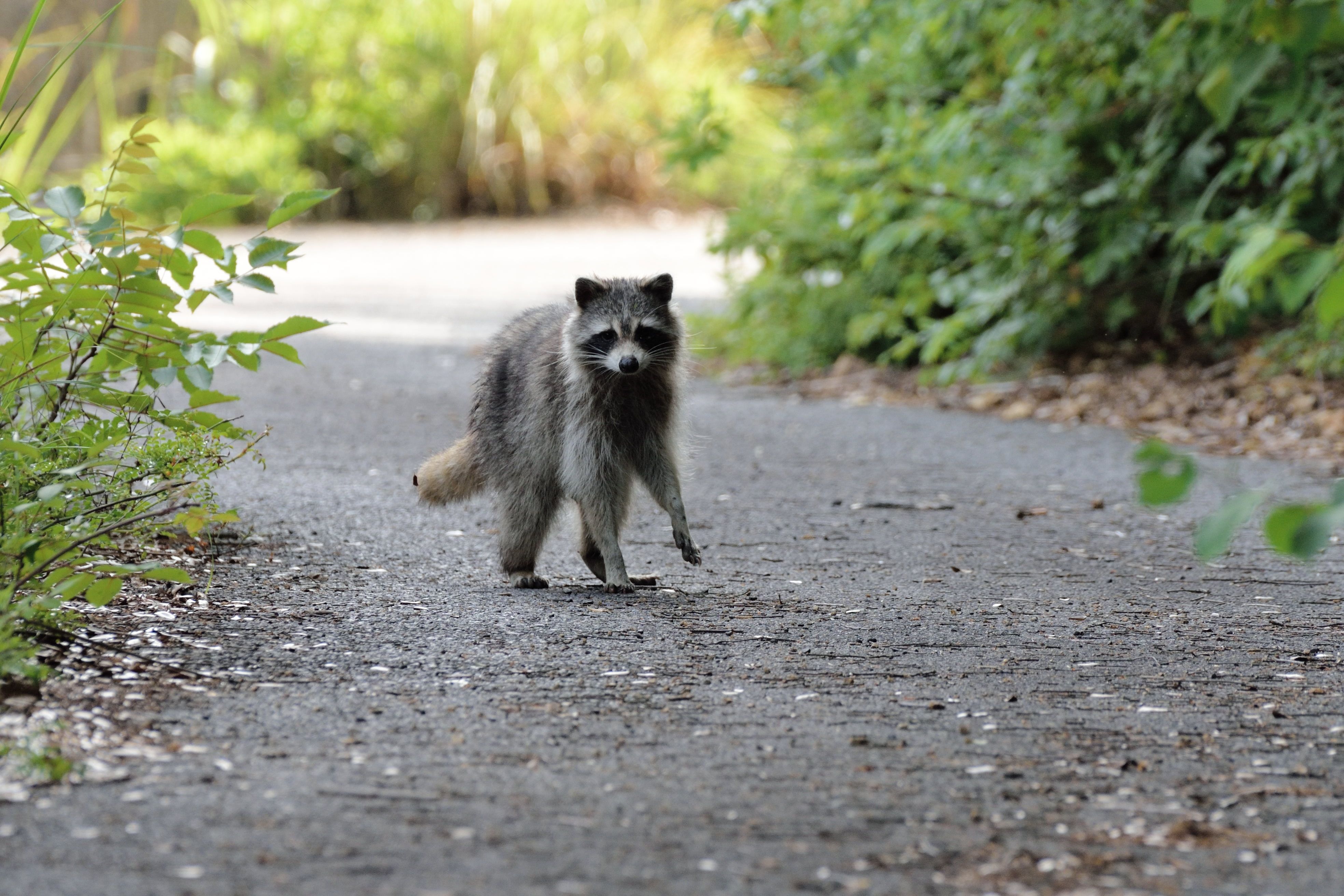 アライグマに遭遇 花鳥風枝 楽天ブログ
