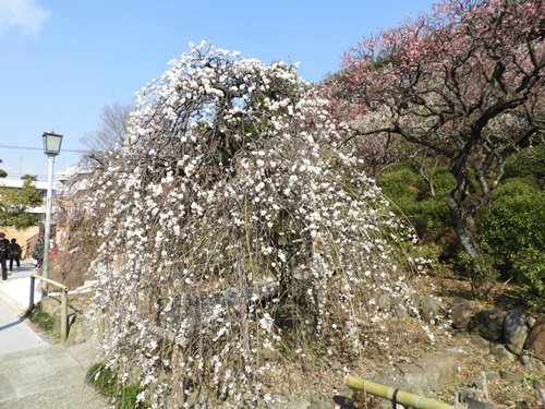 池上梅園