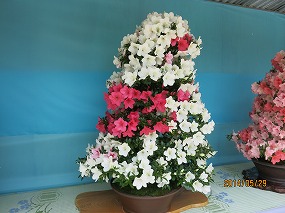 IMG_3135b.jpg