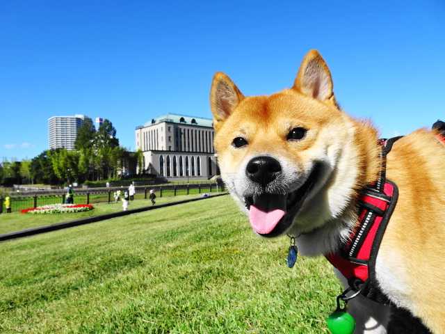 膿皮症 脂漏症を治す 愛犬問題 犬の身になって考えてみよう 楽天ブログ