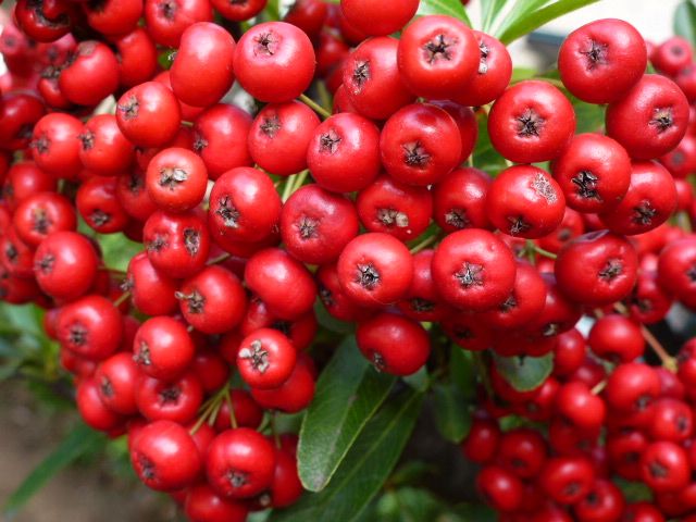 ピラカンサス 赤と黄色 写真あり 私の好きな花 楽天ブログ