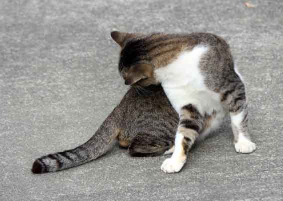 我が家のニャンコ♪2013/11/13-3