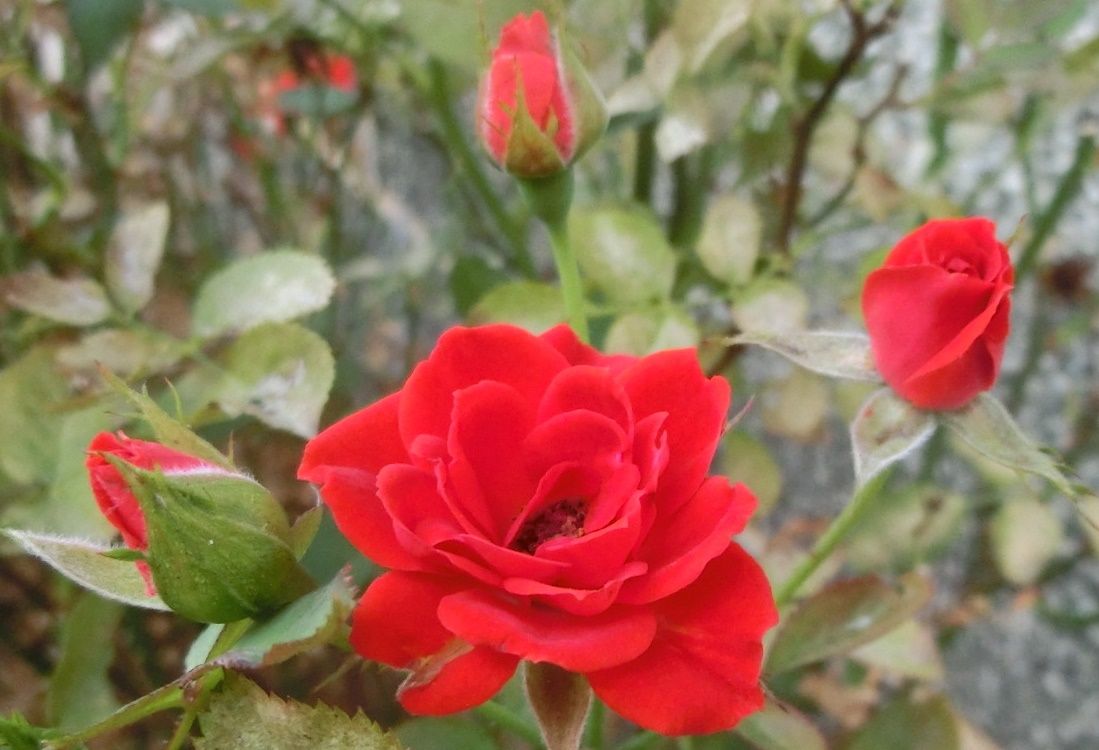 バラの花が一杯♪その2．ヾ(〃^∇^)ノ | 「だい」のひとりごと - 楽天ブログ
