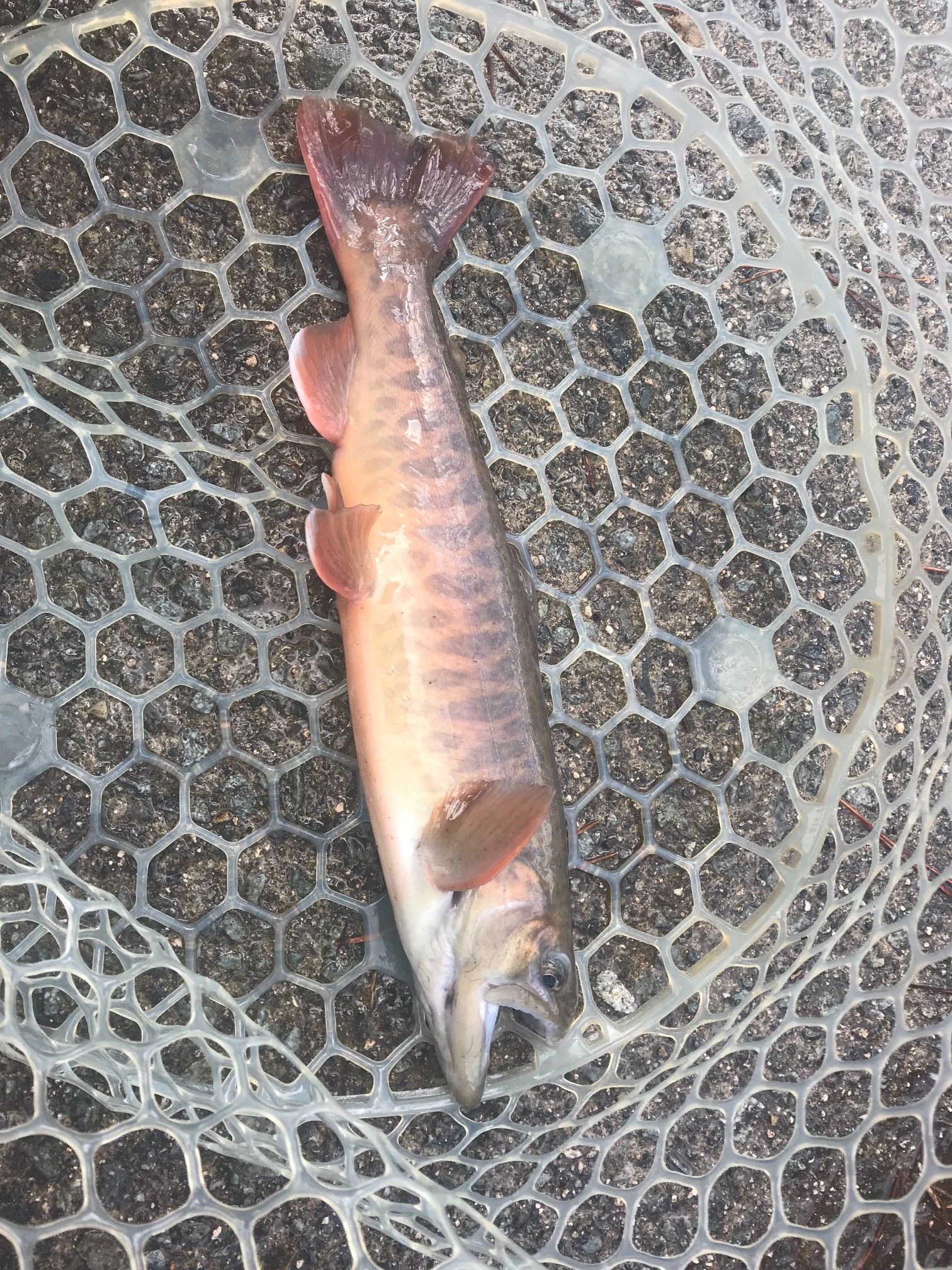 エリアトラウト 管釣り サメジの釣り暮らし 楽天ブログ