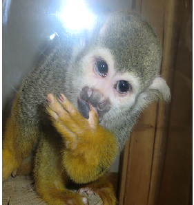monkey.png