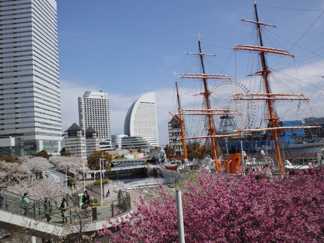 みなとみらい桜2