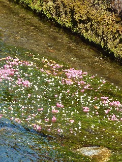 P1000393ss.jpg